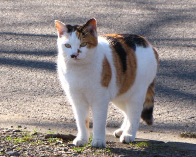 ����Ă����~�P�����