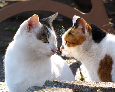 �ʂ̎q������