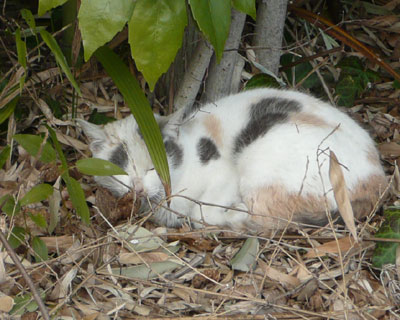 �����͔��~�P�����̕����Ȃ񂾂낤��