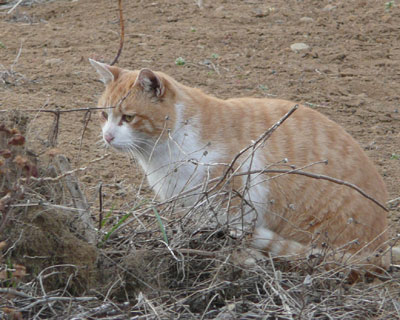 ���ɋC�Â����̂��M�ɉB�ꂽ����