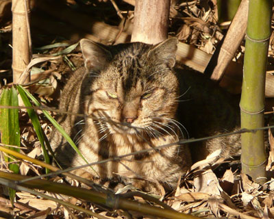 ���~�P�����̕����ɂ��킢��̐l��