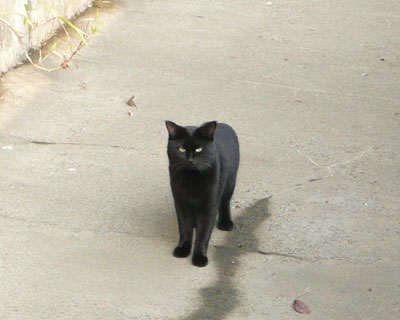 ���ꂽ�p���̒�