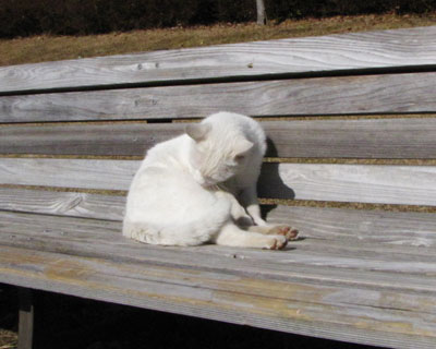 �Ȃł�ꂽ���Ƃ͑|���H