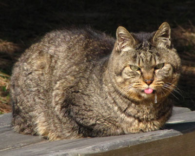 �������䂵�Ă��݂���