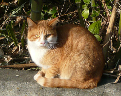 �|�тɒ��������킢���q