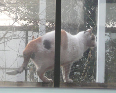 �Q����̃~�P����񂪕��̌�������