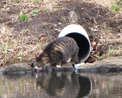 ���̌���ʂ��Đ������݂ɗ���