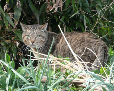 �n���F�����ǁA�炪���킢��