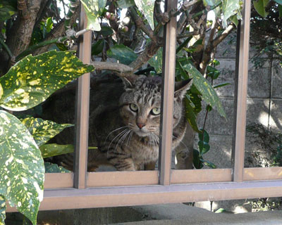 ���𔭌����Čł܂�