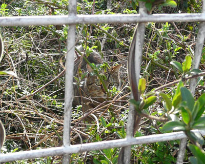 ���Ȃ��ӂ�����Ă���