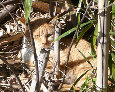 ���̒|�т̓l�R������