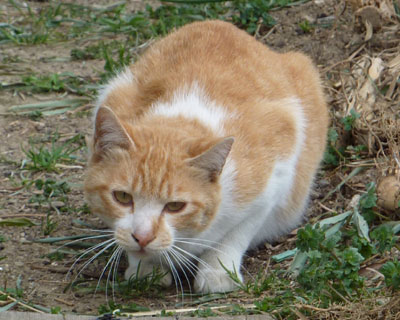 �ςȎp���Ȃ̂́E�E�E