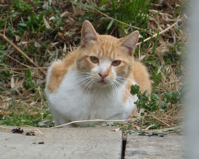 �s�v�c�Ȃ��̂���������