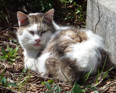 ������ƃG�������ȃl�R