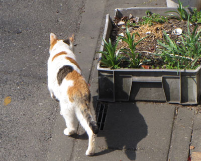 �ׂׂ̗̃~�P�����