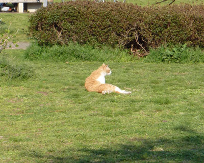 ���Ől�o�̑��������ł��낮�l�R