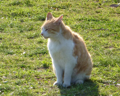 �C�����悳�����ɂ��Ƃ���