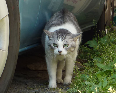 �ߏ��ň�Ԃ��ꂢ�ȃl�R