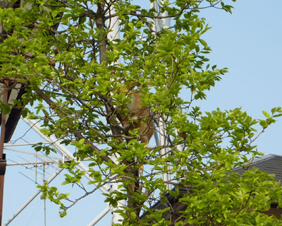 �����Ԃ񍂂��Ƃ����