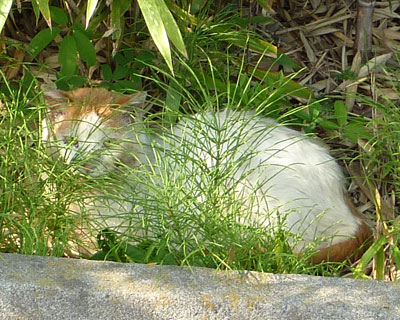 ������肫�ꂢ�����ȉ���l�R