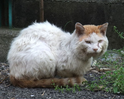 ��i�Ɖ����Ȃ��Ă�