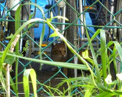 �����ƌ����ώ@