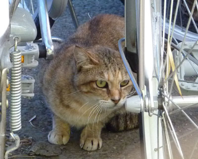 ���[���ƌ��߂�