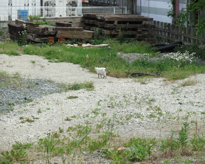 �Ŋ��w�l�R