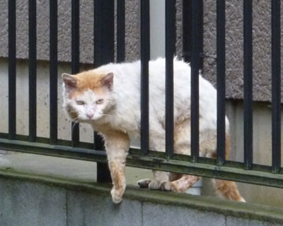 ���������Čł܂������炿���