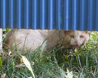 �ł������Ȃ��킯����Ȃ��炵��