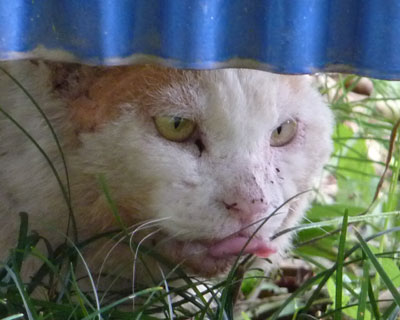 �Ȃ����悭�オ�o��