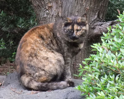 �v���Ԃ�̃T�r�����