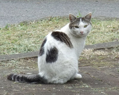 �U������ꂽ