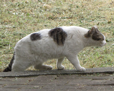 ���ł������킢��