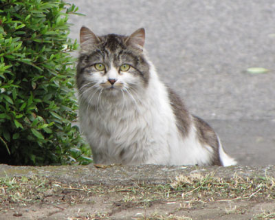 �K�i���̂ڂ��Ă���