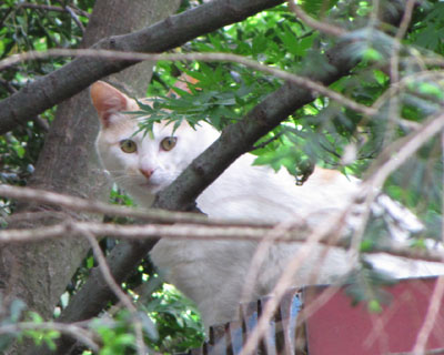 ���������Ȏq