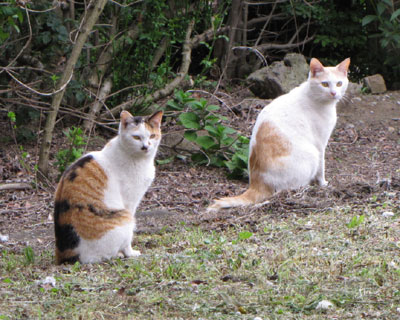 �V���N���˂�