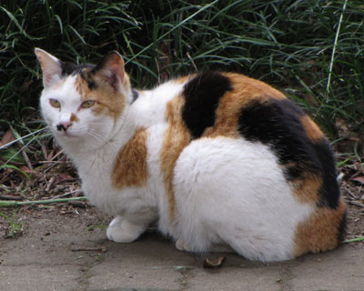 ���߂̂悤��