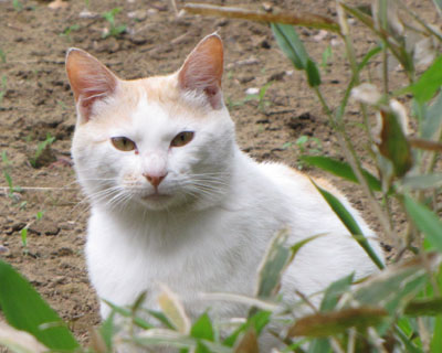 �̂����ɗ���