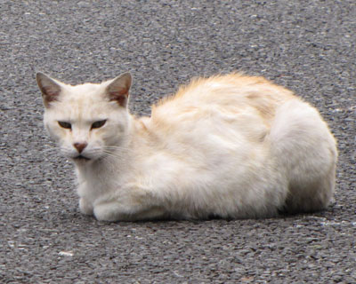 �H��ɂ������Ȃ������Ă����Ȏq