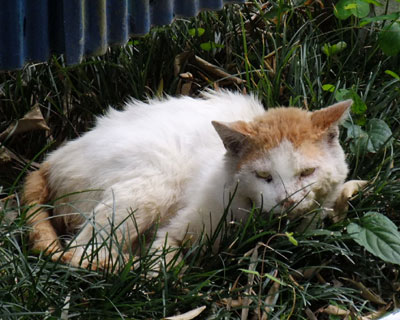 �����肢�Ȃ������肷��̂ō���