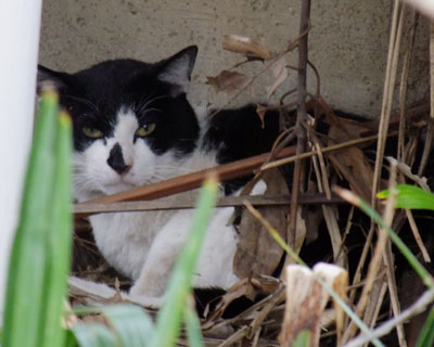 �������l�R�͂����ɂ��