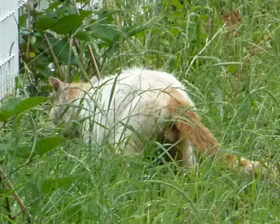 �������炿���𔭌�������