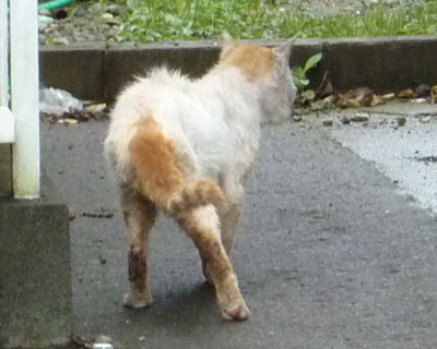 �����������Ă���