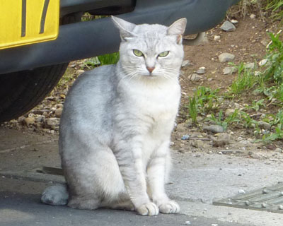 �����Ă����l