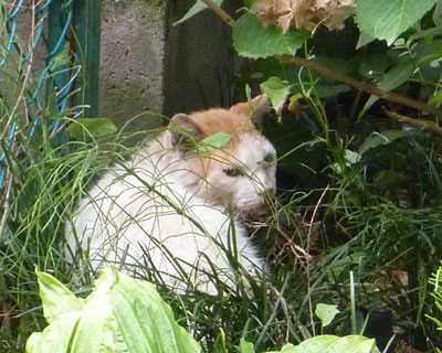 �J�̓��A�A�W�T�C�̉��Ŋۂ܂��Ă����炿���