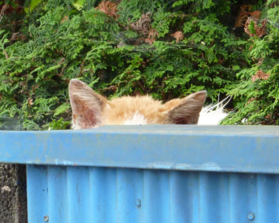 �Ȃ�Ɨ����A���̏��