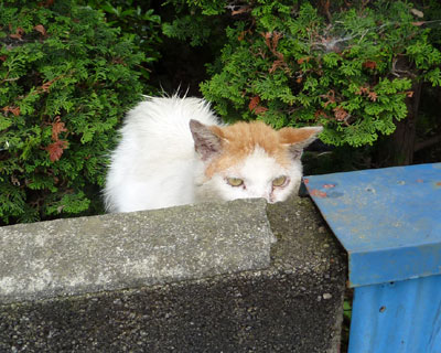 ����Ȍ��C���������Ƃ�