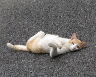 �S���S���˂��������Q�K����Ȃ��߂Ă���