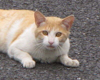 �����Ă��H